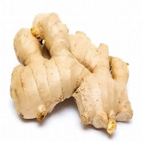 BEST QUALITY GINGER FOR EXPORT WORLDWIDE
