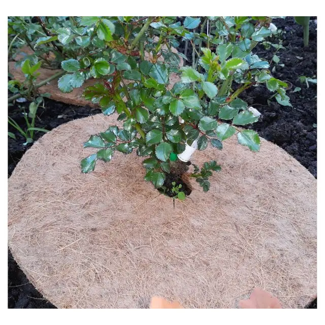 Coir mulching mats Sustainable and Eco-friendly in best quality especially for young trees gardening products
