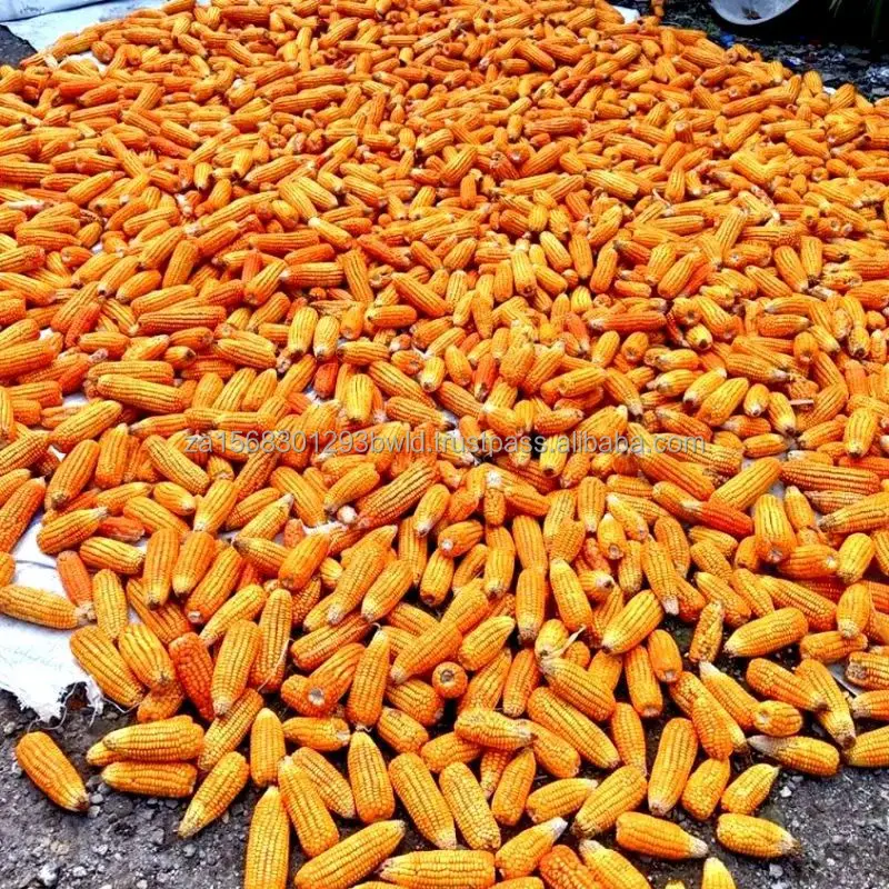 High-Nutritional White Corn - Ideal for Manufacturing and Feed - Nutrient-Rich Yellow Corn - Perfect for Feed and Processing