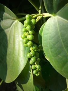 Black Peppercorn - Cheap Price Wholesale Hot Selling Rich Nutritious Hot Spicy Black