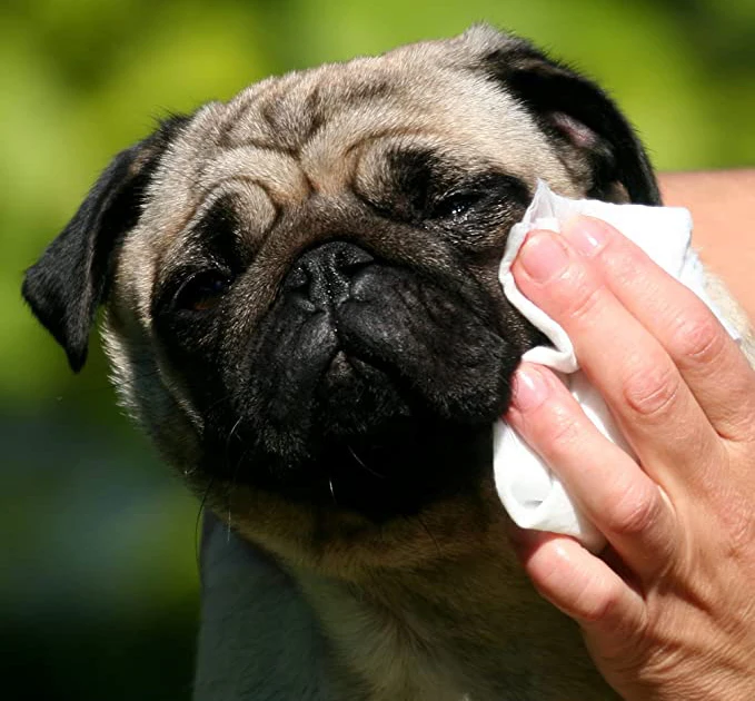 eye cleaning _.jpg