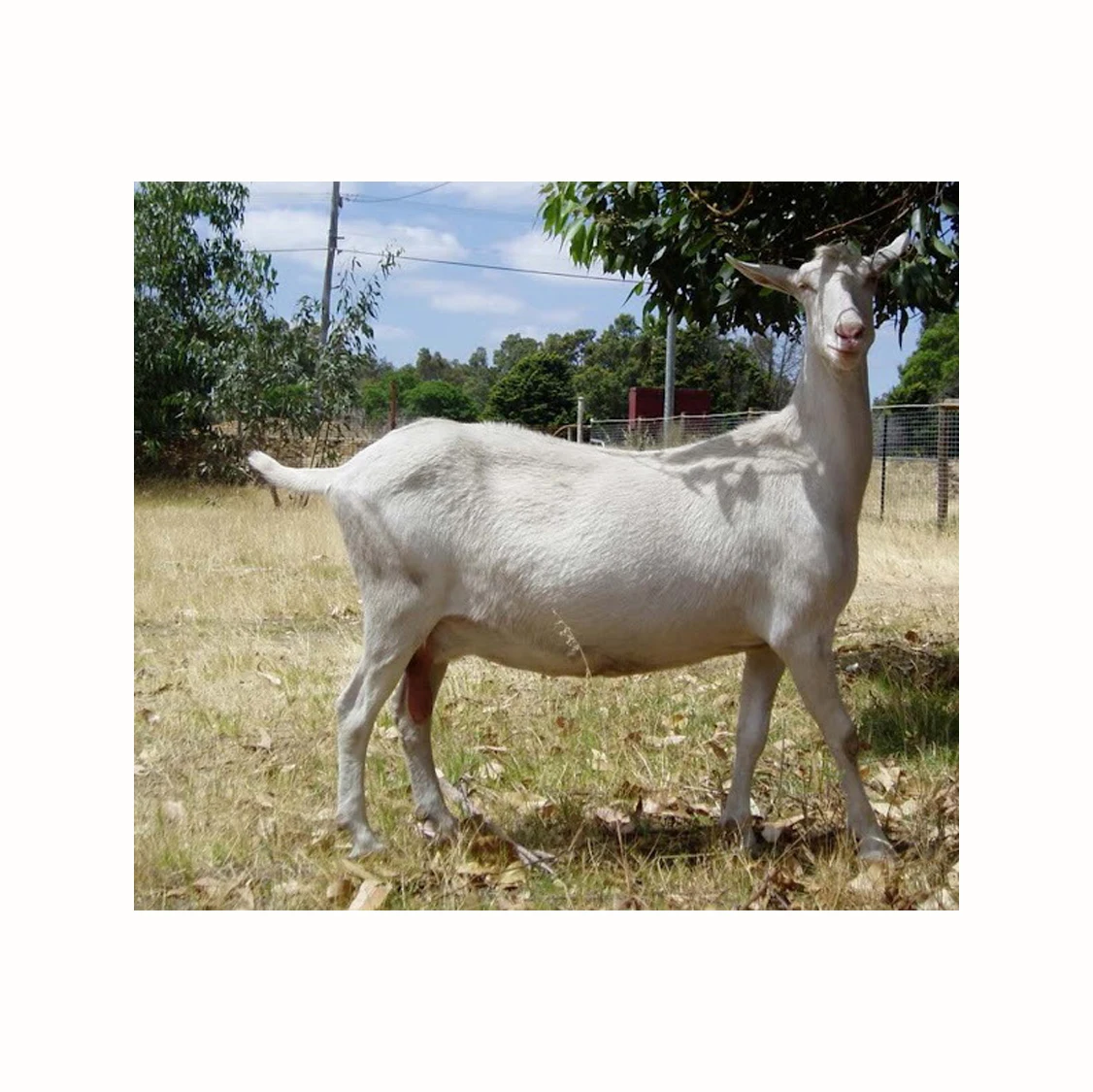 Дешевые живые козы саанен., Зрелая Коза кабана для продажи