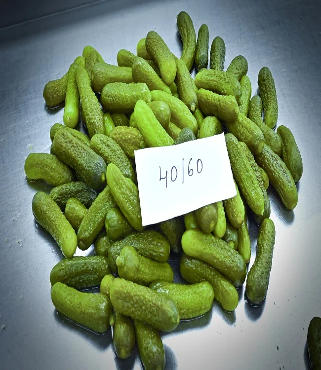 Quality  Cucumber/Gherkins Grade 6-9 CM /Cornichons/ Preserved in Acetic Acid in Barrels Best Indian Gherkins
