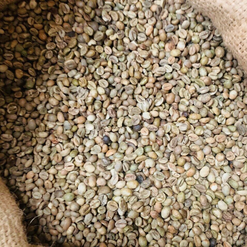 Зеленые кофейные зерна Robusta по заводской цене от Phalco vietnam 0084339966582