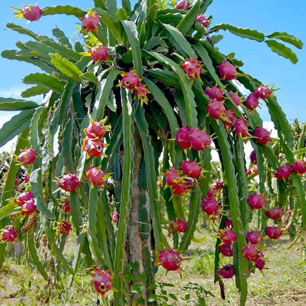 High Quality Fresh Dragon Fruit