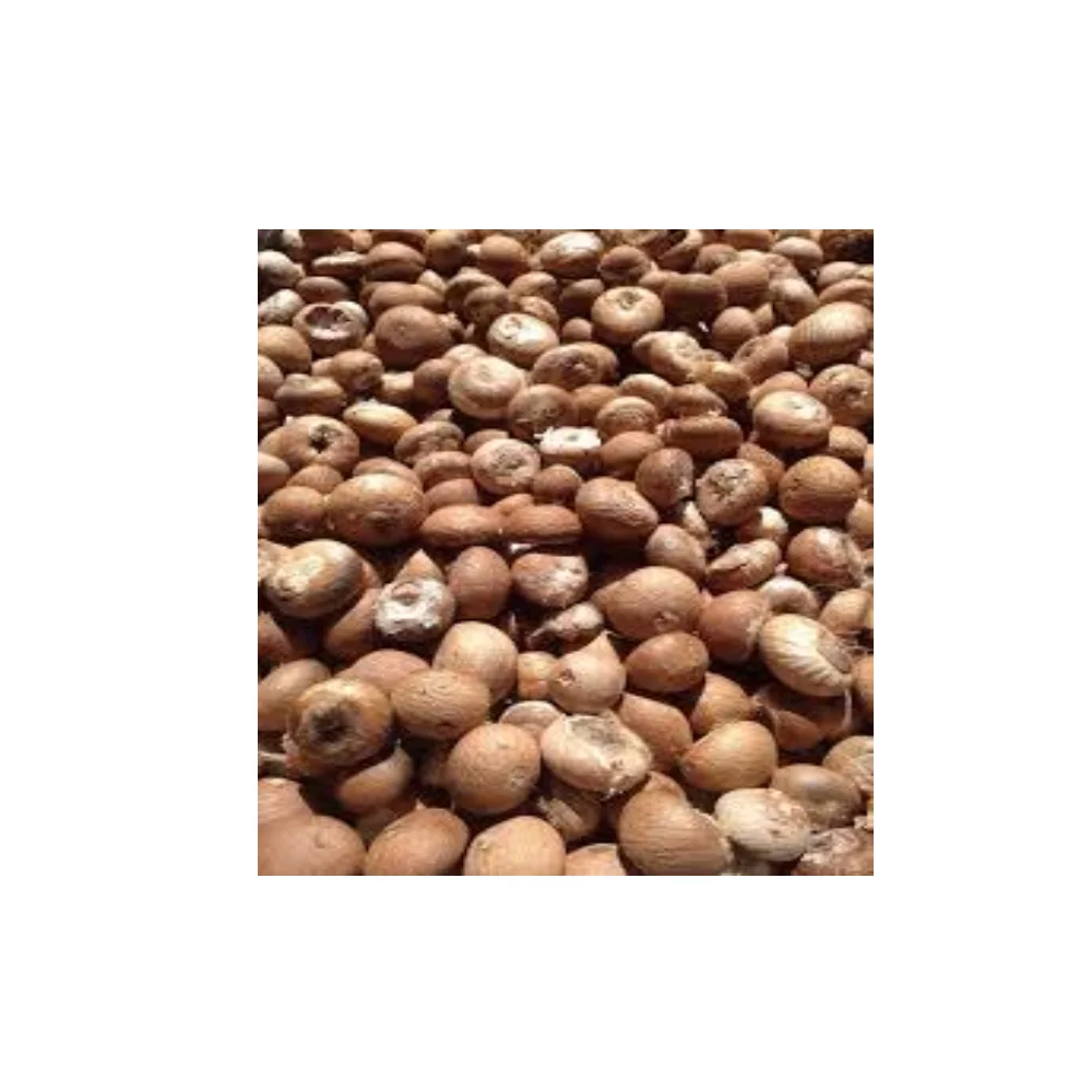 Selected Grade Of Betel Nut Supply Brand Quality Product From Thailand Manufacture Export Large Market