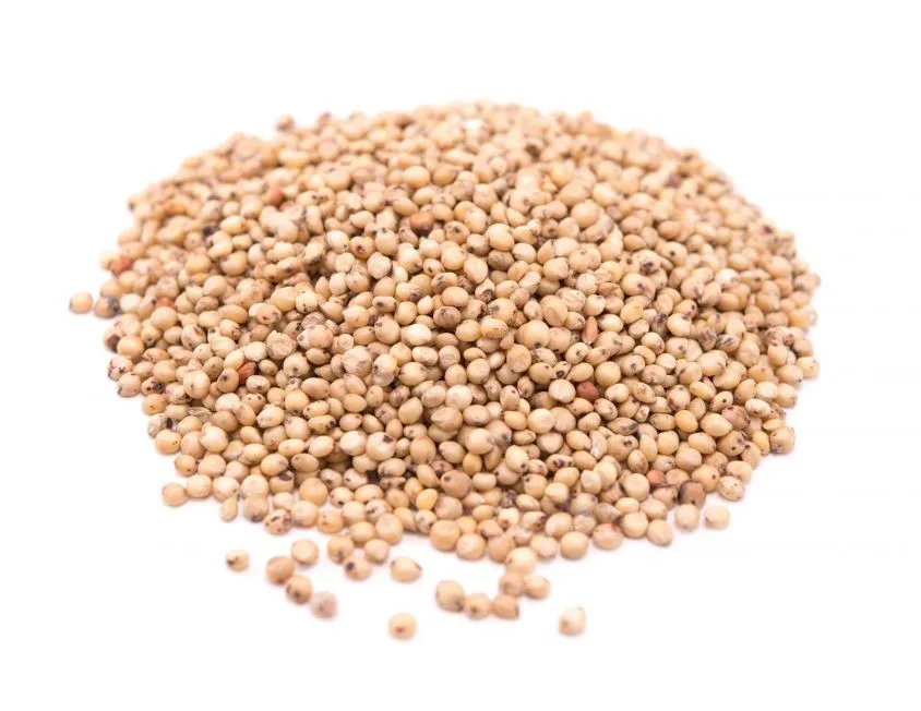 High Quality Alpiste (Canary Seeds)
