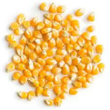 Yellow Corn/Maize for Animal Feed / YELLOW CORN FOR POULTRY FEED