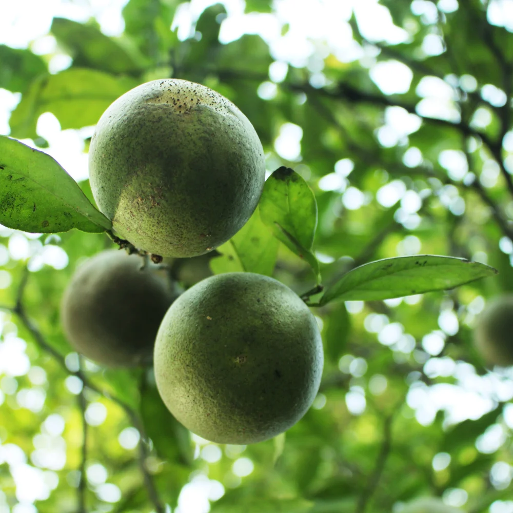 Лидер продаж, натуральный зеленый свежий лимонный кислый экспорт, индийский рынок ОАЭ, зеленый свежий лайм, поставщик из Вьетнама