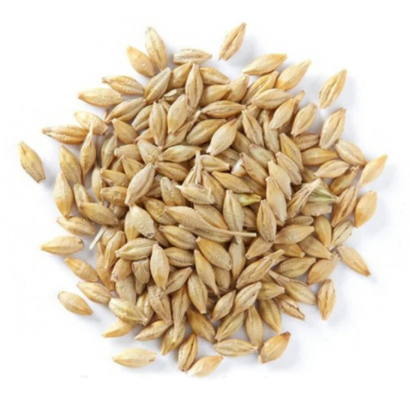 Barley Malt Grain