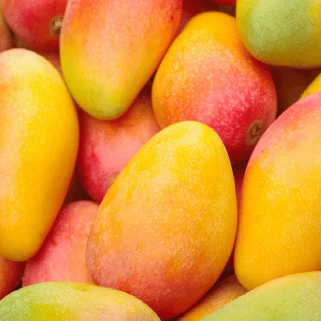 HIGH QUALITY FRESH MANGO FROM PAKISTAN DELICIOUS TASTE INDIAN MANGOES  EXPORT FRESH ALPHONSO MANGOES
