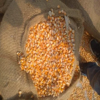 Новая сельскохозяйственная Желтая Кукуруза без ГМО, кукуруза для корма для людей и животных, лучшее качество, натуральная желтая кукуруза
