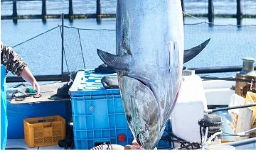 Japanese Blue Fin Tuna Fishing Fresh Bulk Dried Seafood Frozen