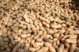 HOT SALE- BEST QUALITY PEANUTS