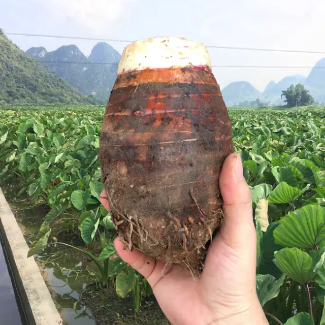 Fresh taro exports southeast Asia, Japan and Europe and the United States From Vietnam