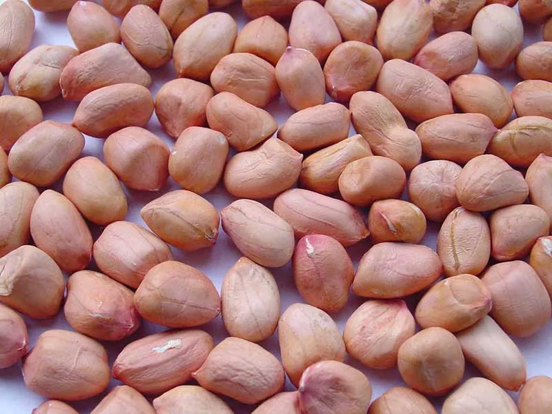 Peanut Grade Number 1 Size 6mm Product With Origin Vietnam Best Price For Sale High Quality From Manufacture Bryan 84 915600321