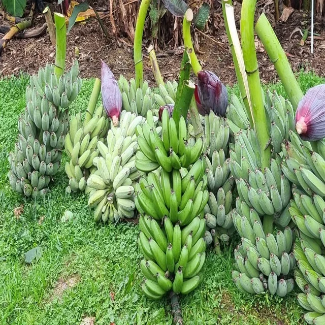 Fresh Cavendish Banana Manufactures in India Export to Philippines USA Malaysia Singapore Dubai