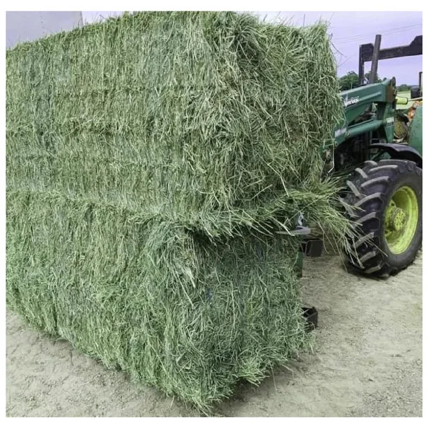 Feed Grade American Alfalfa Hay Timothy Hay Cattle Horse Pets Sheep 500g Sample Alfafa Hay for Animal Feeding