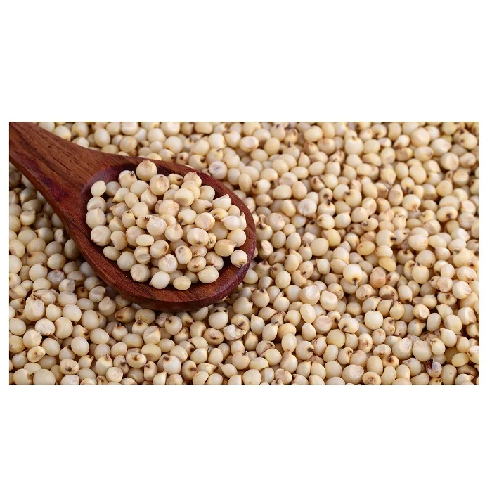 Bulk High Quality White Sorghum Prices