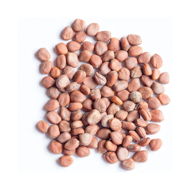 Factory Supply Extract Radish Seed Extract in bulk
