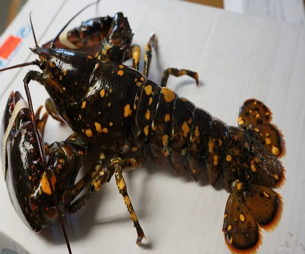 Hot Sale Frozen American Lobster at Cheap Price