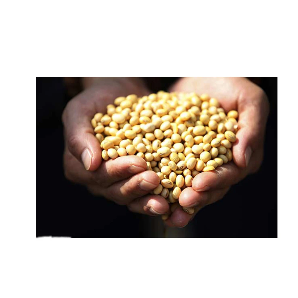 Sprouting and Food Grade Yellow Soybeans / Top Quality Dried Soya Beans Non - gmo Soybeans