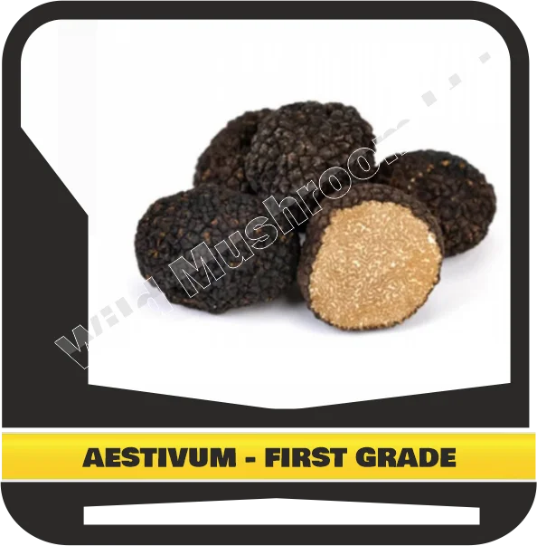 FRESH BLACK TUBER AESTIVUM - FIRST GRADE
