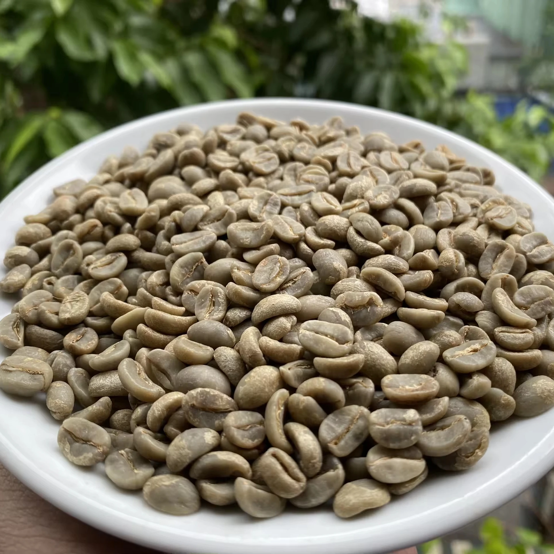ARABICA желтые Бурбоны зеленые бобы мед вьетнамская Арабика кофейные с 98% зрелостью в 2023 нового урожая-2024