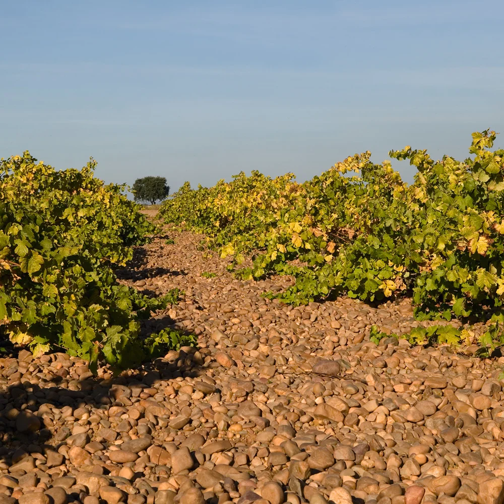 Best spanish 100% Verdejo grapes still fruity fresh White wine 750ml glass bottle for supermarkets