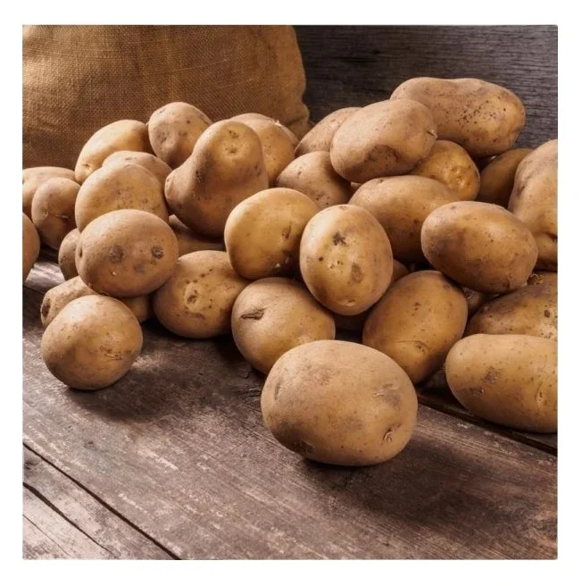 Fresh Potatoes from Bangladesh High Quality 100 Custom Style Weight Origin Type Shape Size Product Place Model OVAL