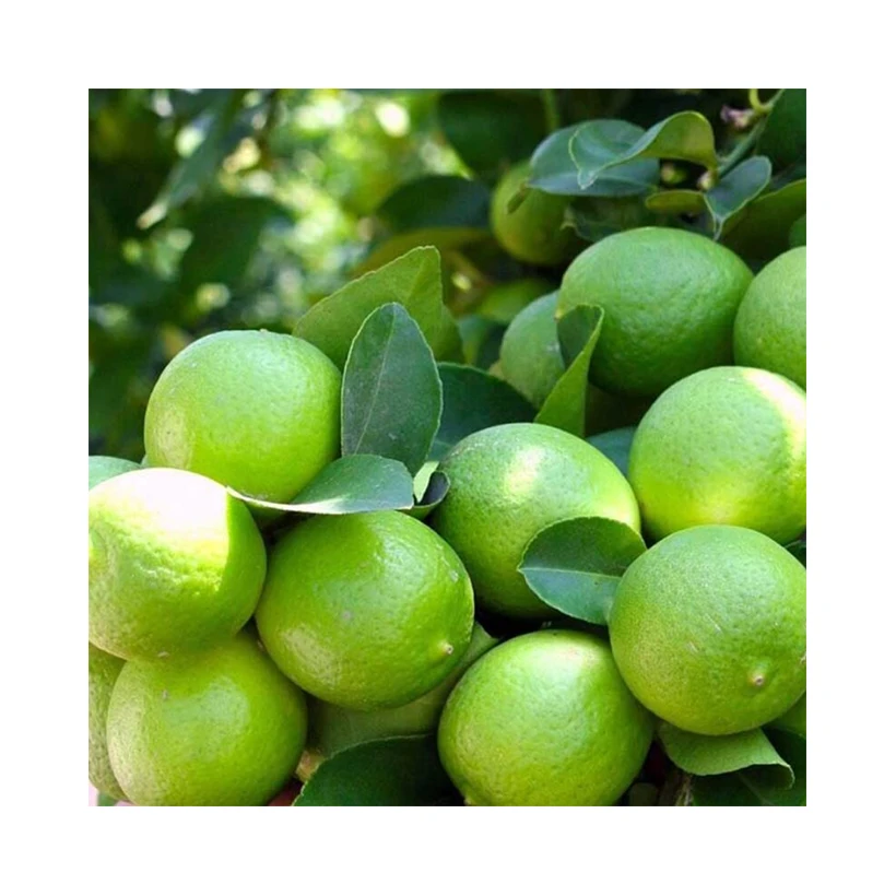 Private Label Price Quality Foods Delicious Concentrate Importers Fresh Citrus Fruit Green Seedless Brazil Lime