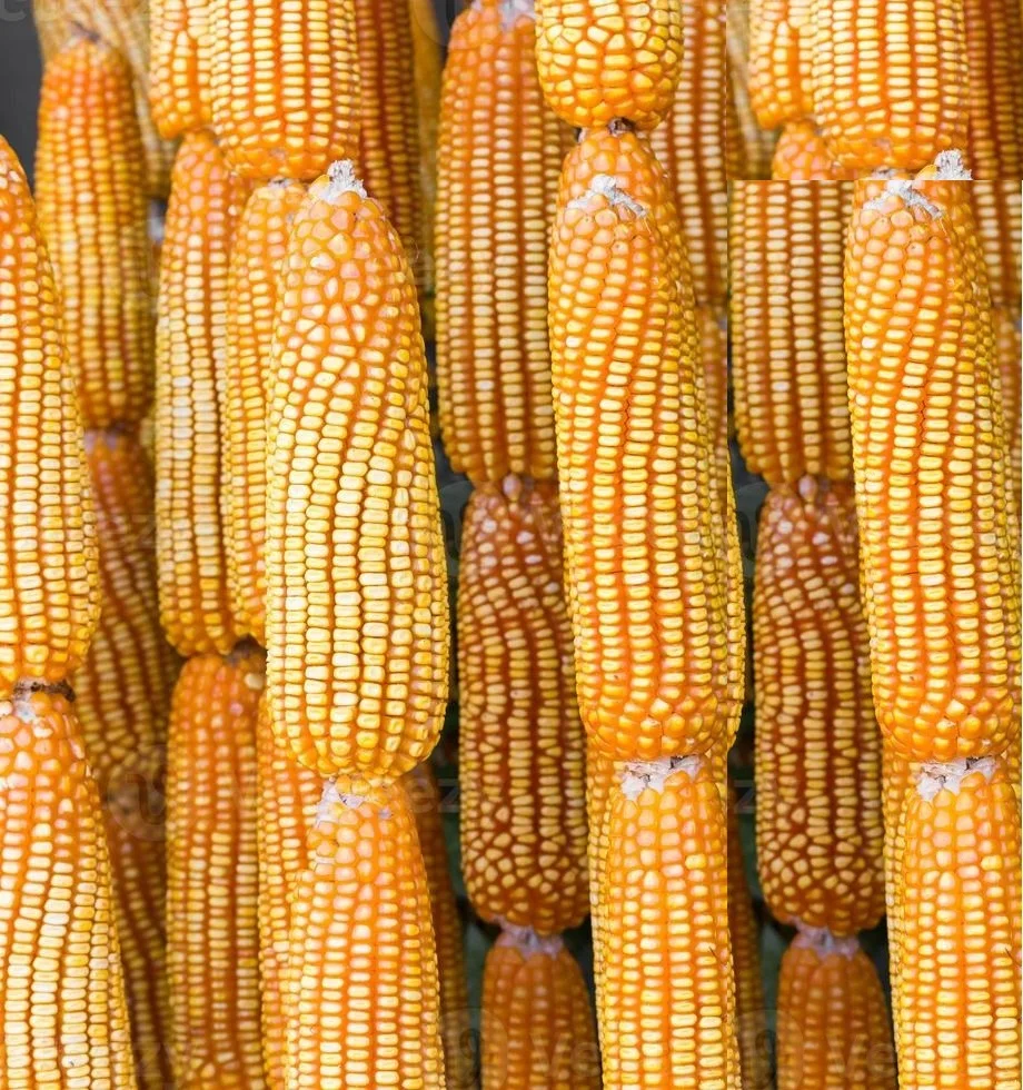 Yellow corn - High Quality Yellow Corn Maize Grains, Yellow Maize Export Worldwide Competitive Price