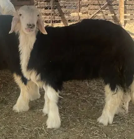 Najdi Naimi Sheep Halal Lamb Food & Beverage Meat Poultry Goat Meat Fresh Halal Goat Meat Sheep Frozen