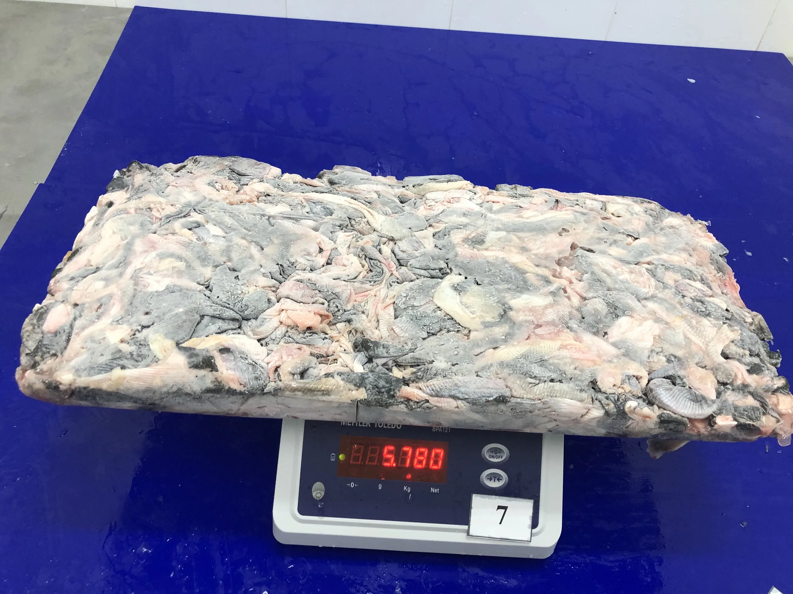 Fresh pangasius skin/ basa fish skin