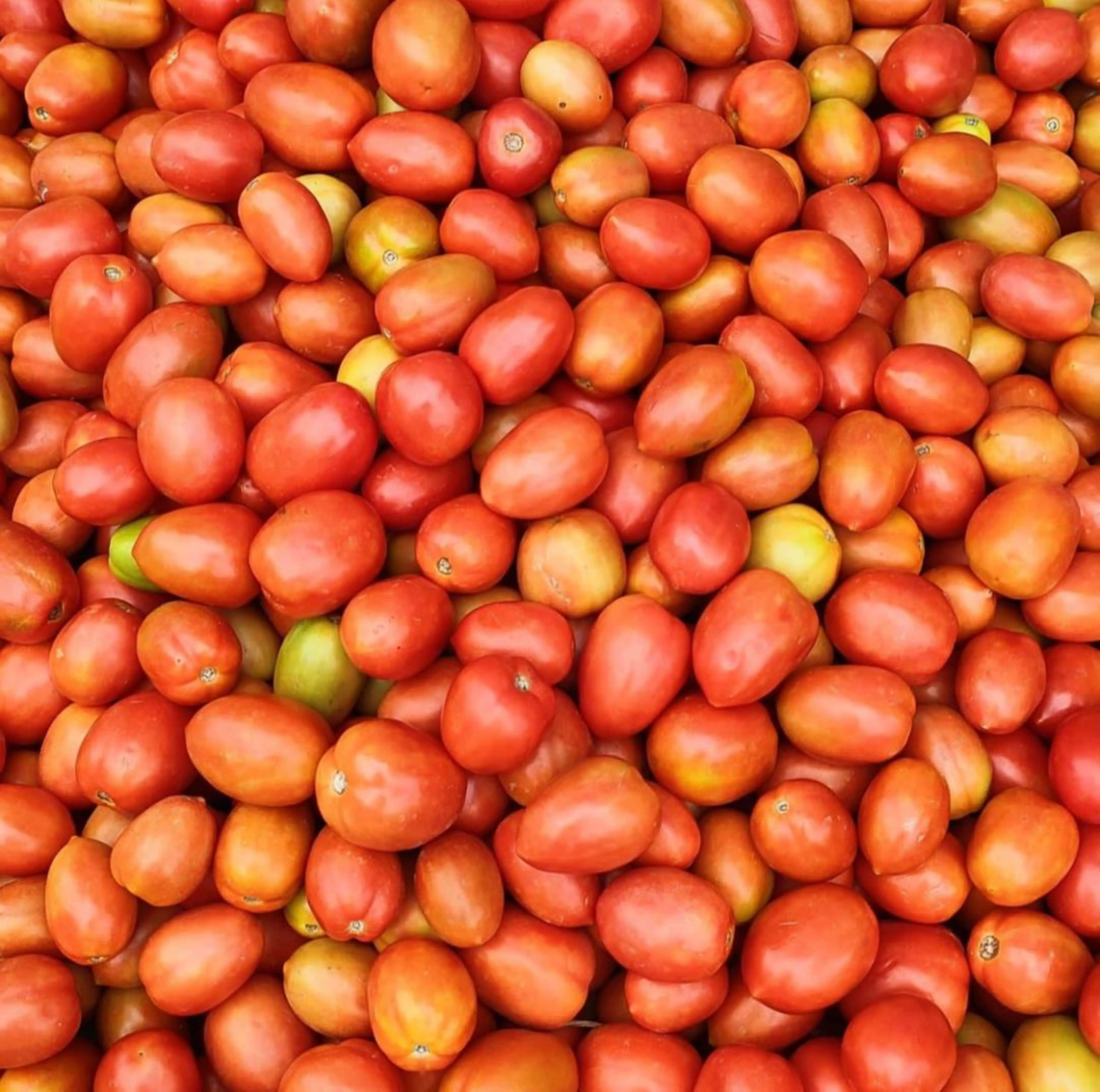 FRESH  RED TOMATO AVAILABLE FOR SALE