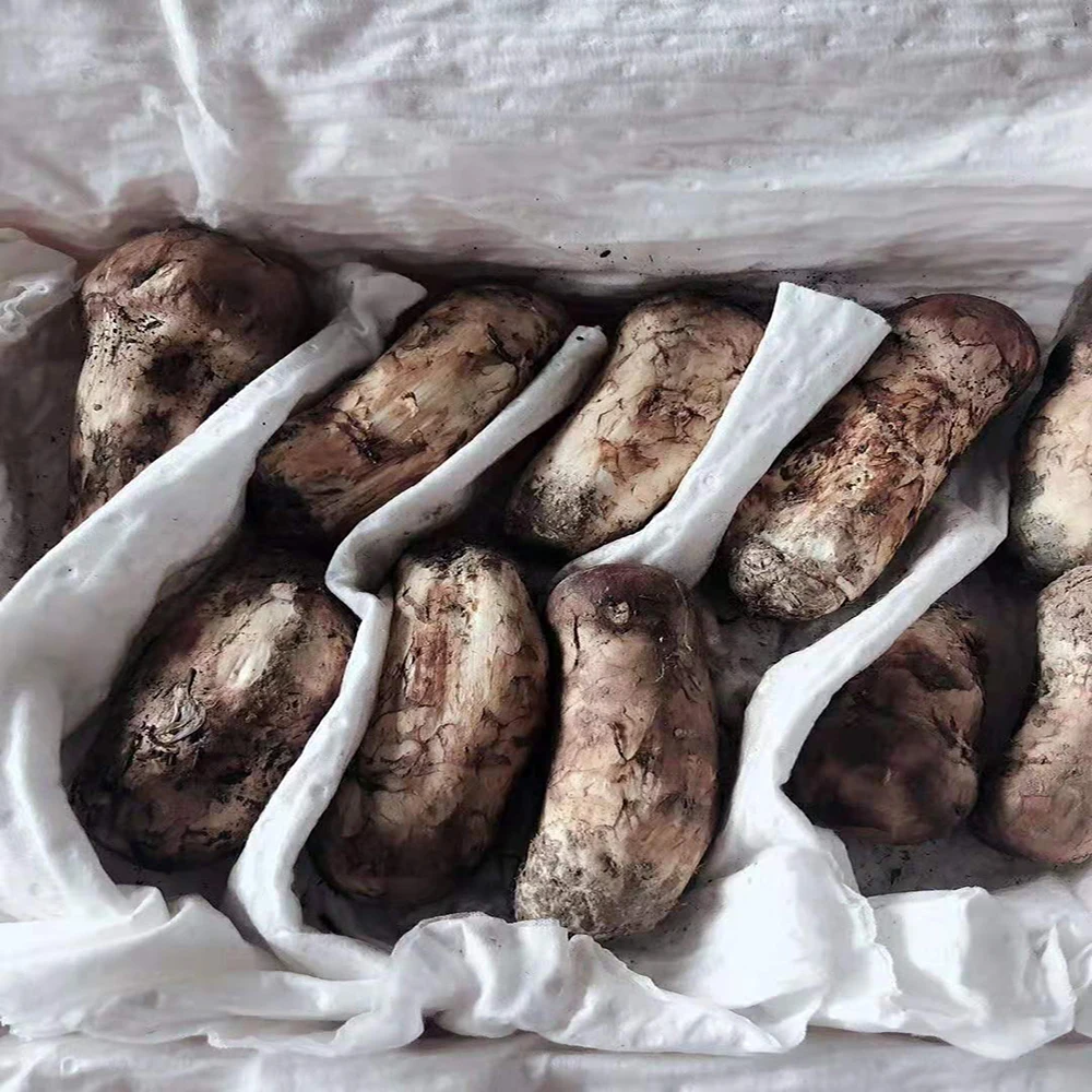 Detan Freshly picked Wild matsutake mushrooms  tricholoma matsutake