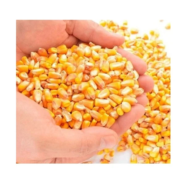 New Crop Non GMO Yellow Corn Maize for human and animal feed grade consumption Top Selling