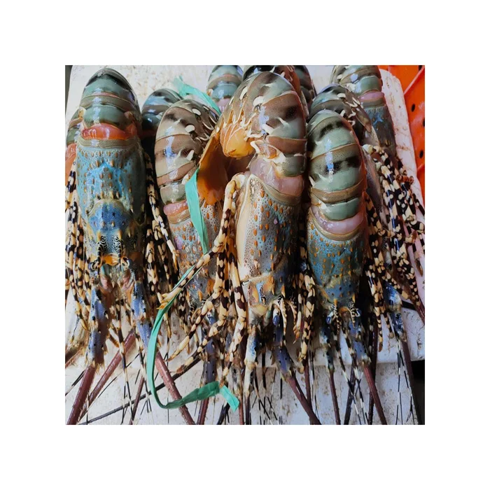 WHOLE FROZEN LOBSTER / FROZEN LOBSTER TAIL / FRESH LIVE LOBSTER SUPPLIERS