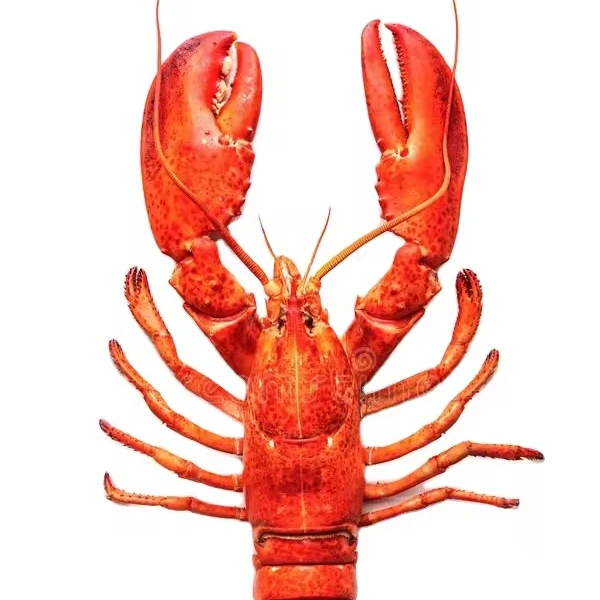 Reasonable price 100% Frozen fresh lobster seafood fresh quality  Frozen lobster /Healthy Seafood Items with High Quality
