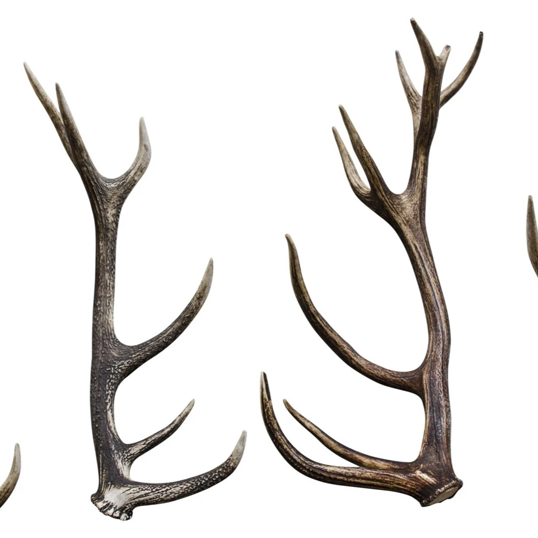 Top quality Whole Deer velvet-Deer Antler Red Deer Elk Antlers for sale