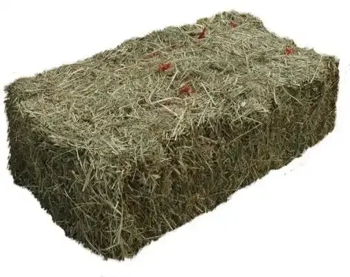 Dried and Fresh  Alfalfa Hay  Pellets  / Alfalfa Hay for sale