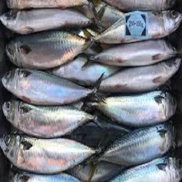 Wholesale IQF Frozen Mackerel Fish Whole Round Frozen Fillet  Seafood