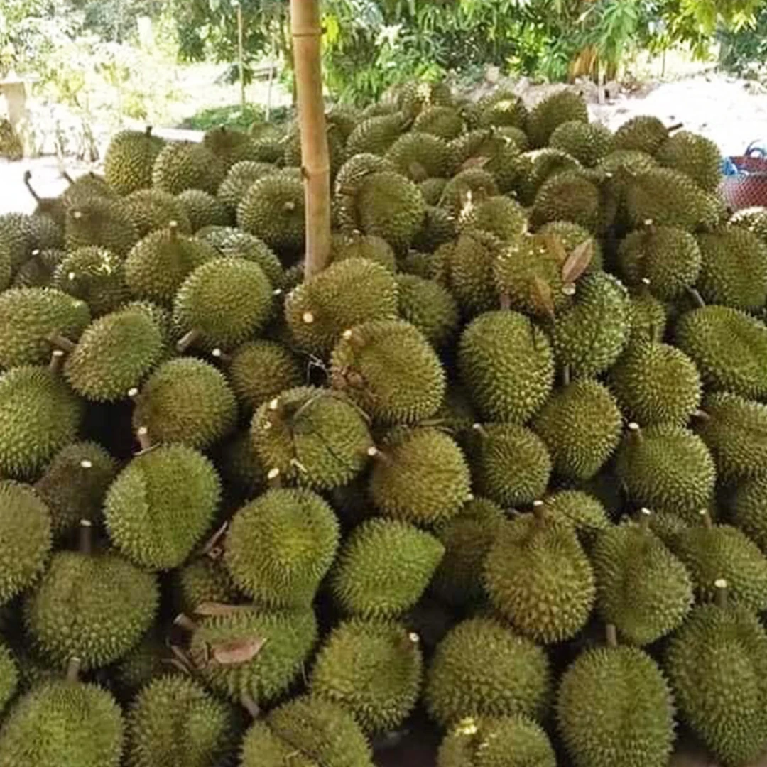 RI6 Durian Made In Vietnam So Fresh Premium Quality Fresh Whole Piece /Frozen Pulp Durian Fruit Monthong New Crop