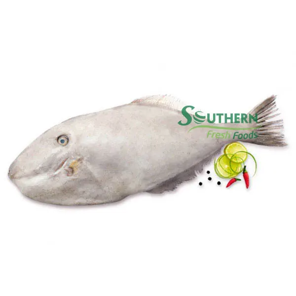 Wild Caught SFF Reasonable price package wholesale price fish seafood Frozen Leather Jacket Fish Sea Fish from Vietnam