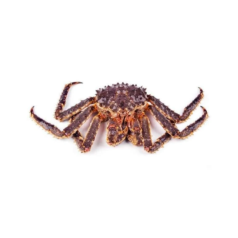 Quality Fresh Live Red King Crab Norwegian King Crab Alaskan King Crab/Buy  King Crab/Hot sales King Crab Legs