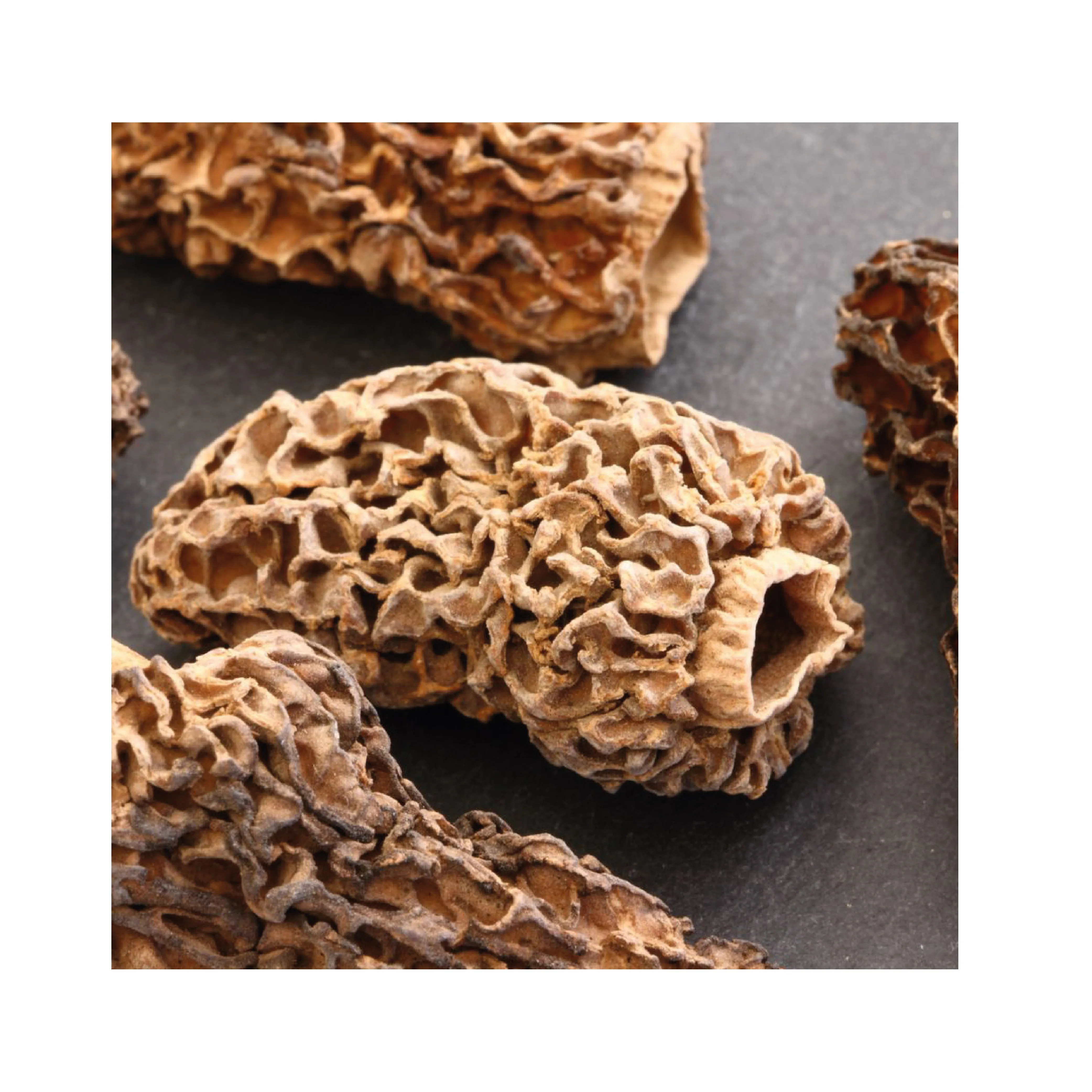 Turkish Wild Morel Mushroom Morchella Conica Turkish Wild Morel Mushroom Morchella Conica High Quality