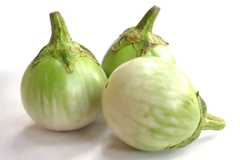 Fresh Round Egg plant From Thailand Fresh Vegetable Ready to export Premium quality Fresh Round Egg plant