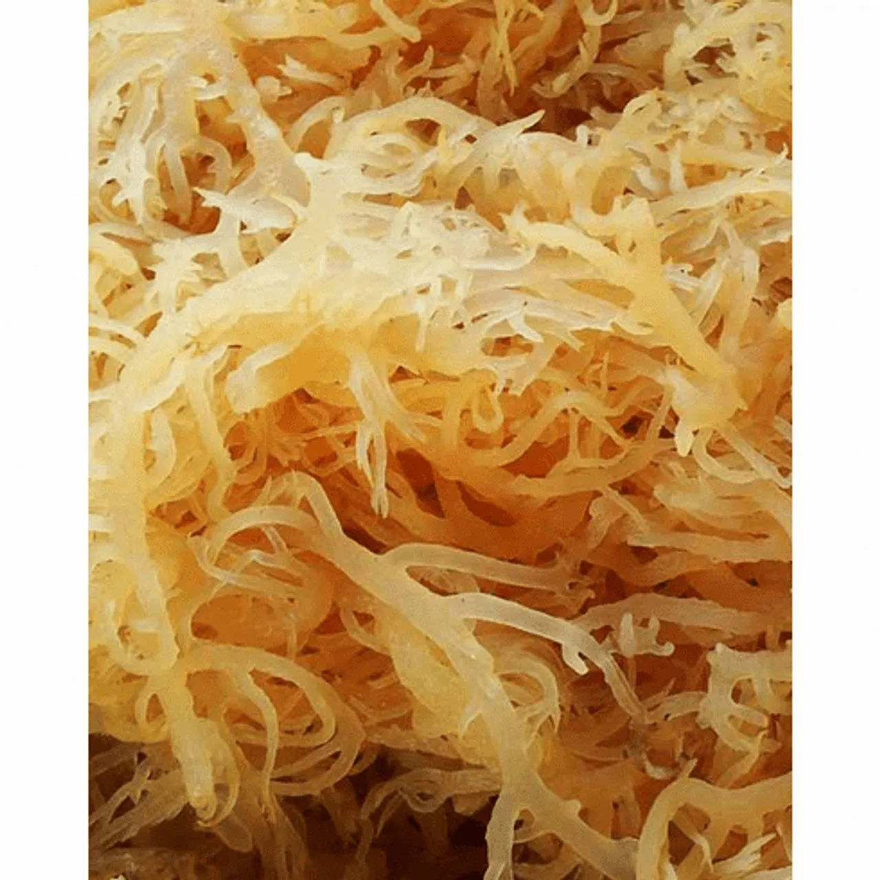 Hot Quality Irish Seamoss / Dried Sea moss from Vietnam Jannie +84 398282922