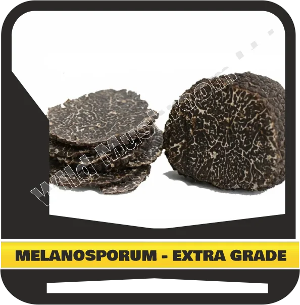 FRESH BLACK WINTER TRUFFLES MELANOSPORUM - EXTRA GRADE