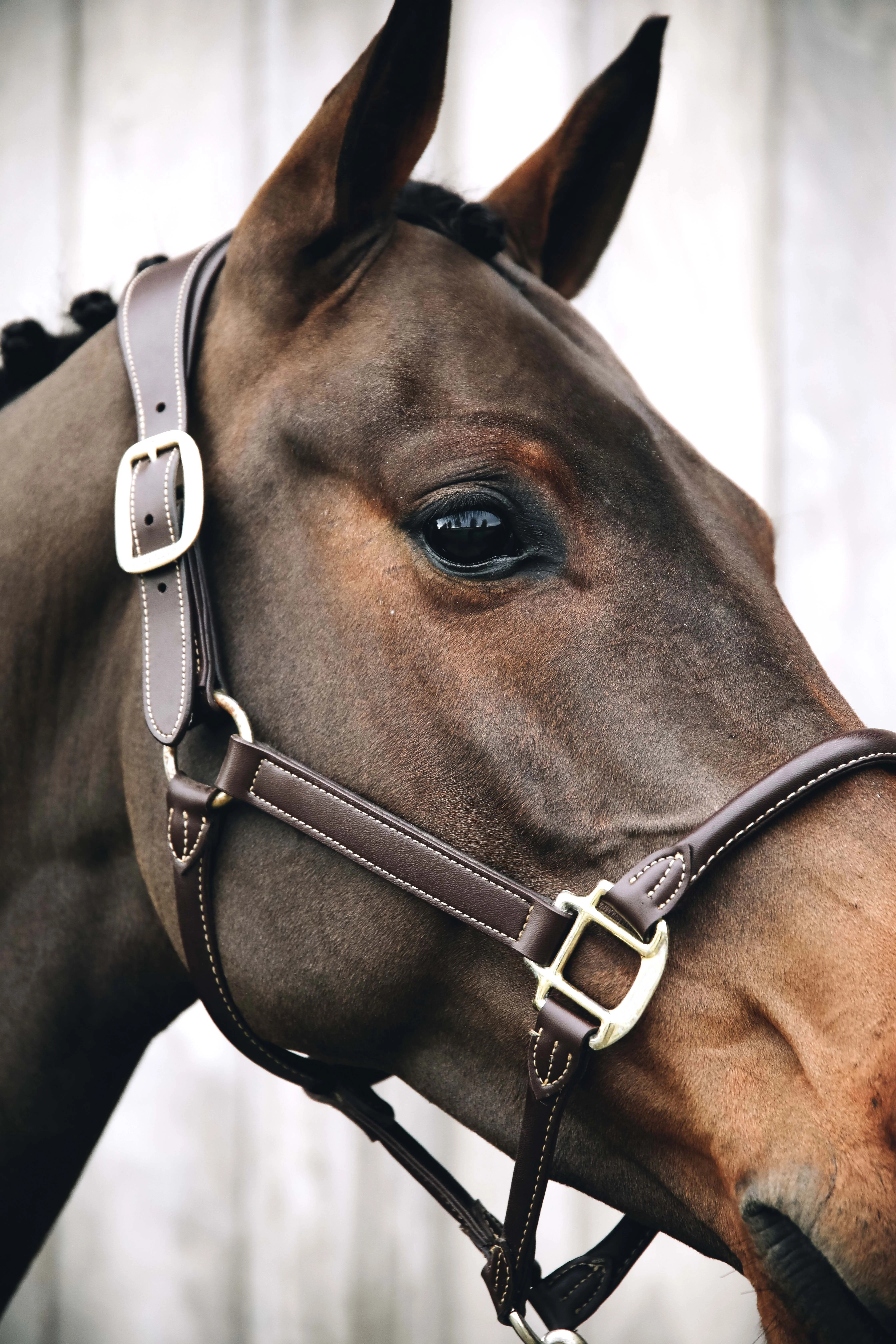 Высококачественная модная кожаная лошадка с красивой строчкой для верховой езды от индийского поставщика